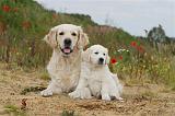 GOLDEN RETRIEVER 274